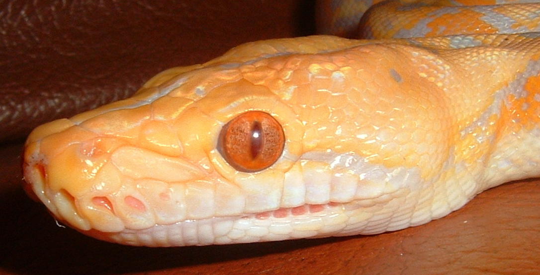 albino retic3