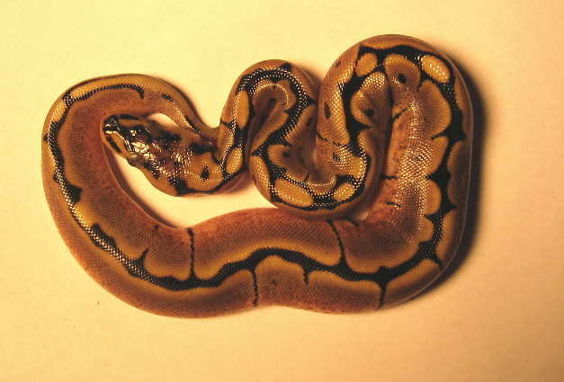 Sp #1b