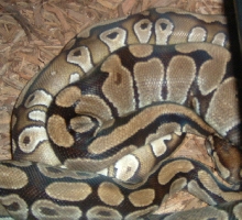 mojavebreeding