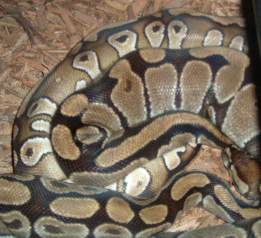 mojavebreeding