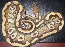 Mojave 1