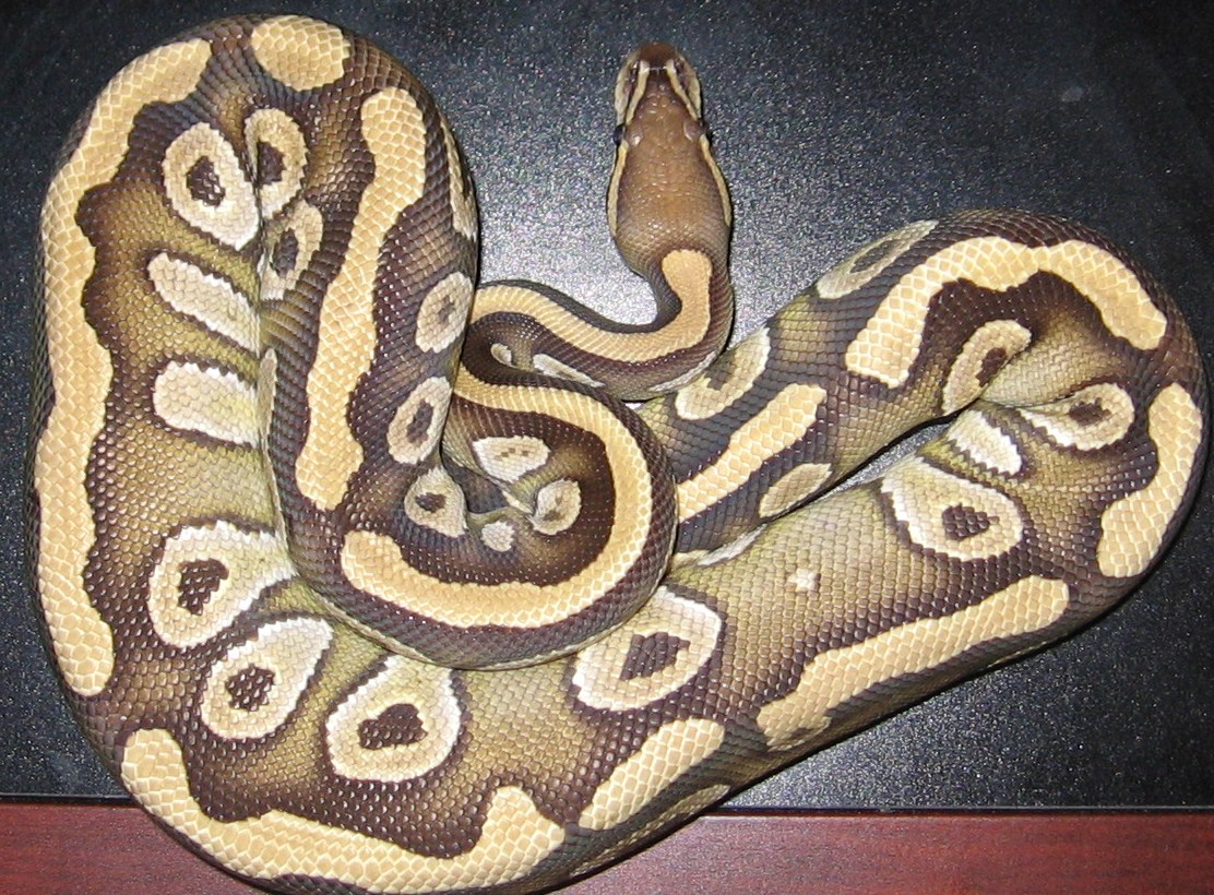 Mojave 1