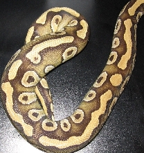 mojave dad 3