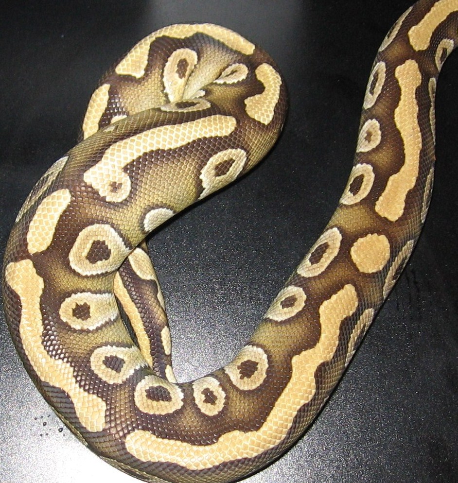 mojave dad 3