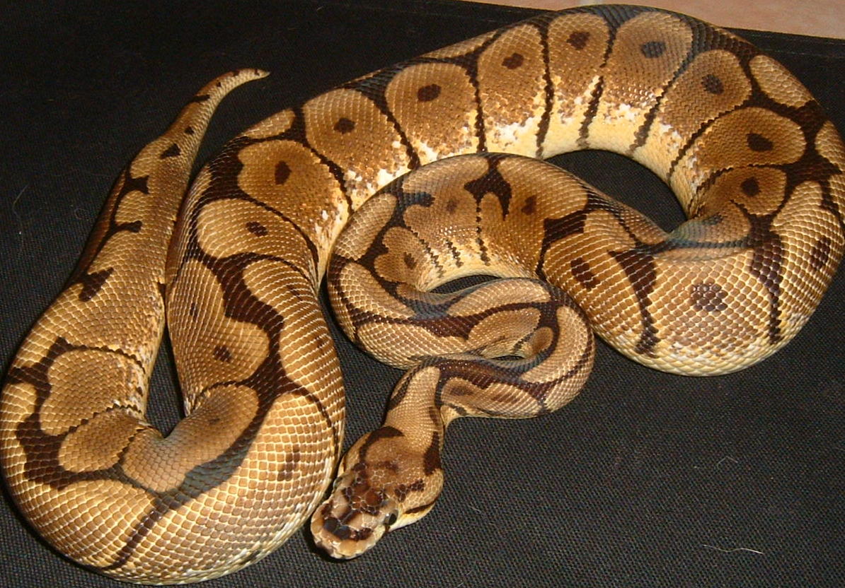 spider female