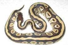 striped mojave