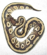 striped mojave 2