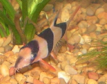 Clown Loach