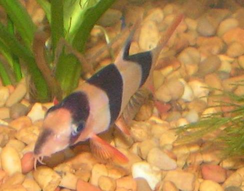 Clown Loach