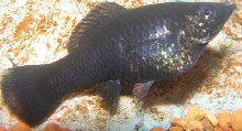 Black Molly Close-Up