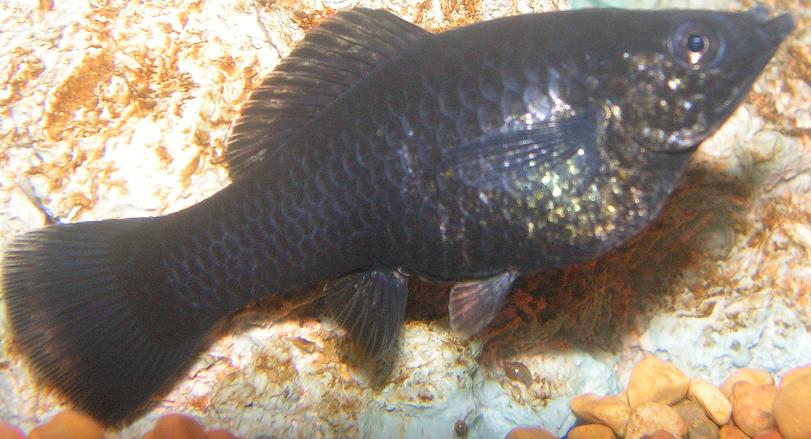 Black Molly Close-Up