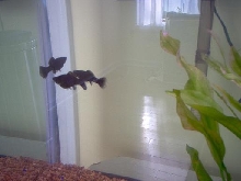 3 Black Mollys