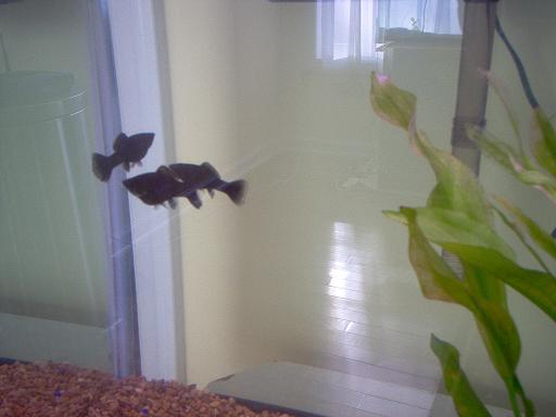 3 Black Mollys