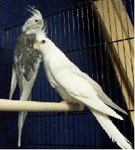 Luna & Jewel