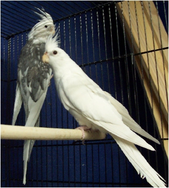 Luna & Jewel