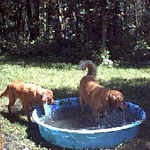 Pool Time