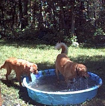 Pool Time