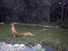 Tug of War