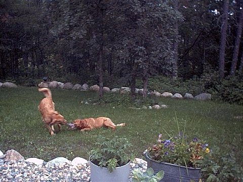 Tug of War