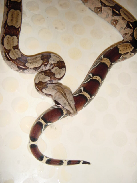 One of my baby (but sold)