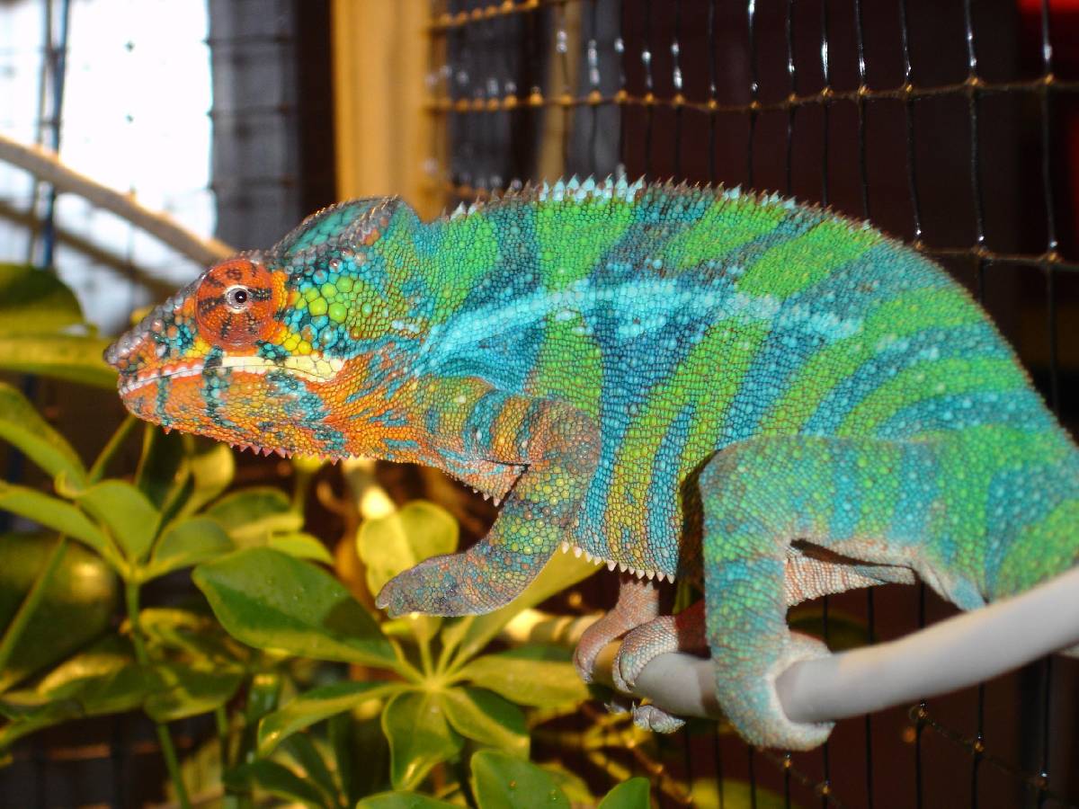 Ambilobe