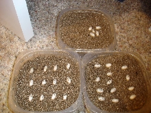 panther eggs