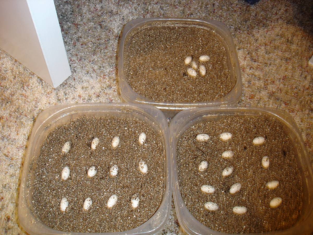 panther eggs