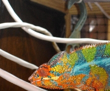 Male Blue Bar Ambilobe