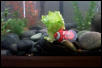 How I got my RES to eat Lettuce