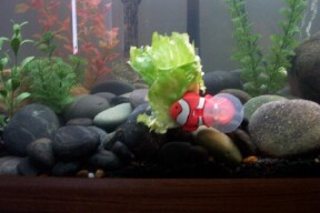 How I got my RES to eat Lettuce
