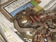 Baby Bolivian (2nd clutch)