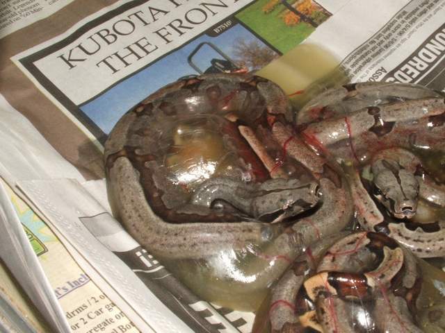 Baby Bolivian (2nd clutch)