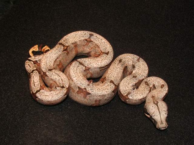 Bolivian Amarali pic 1 (First shed)