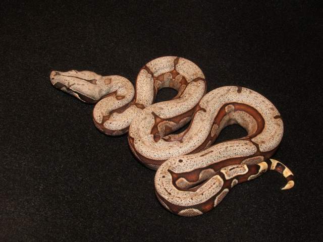 Bolivian Amarali pic 2 (First Shed)