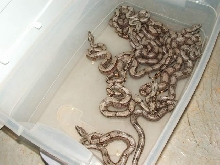 Bolivian Amarali babies 1st clutch