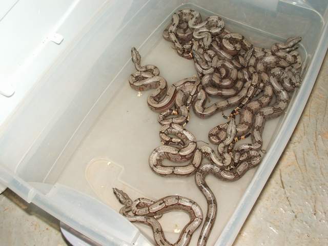 Bolivian Amarali babies 1st clutch
