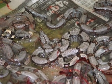 Bolivian Amarali babies- clutch 2