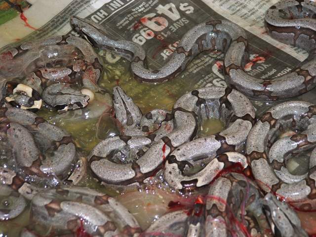Bolivian Amarali babies- clutch 2