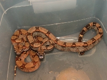 My new boas from Bill Cagle Reptiles