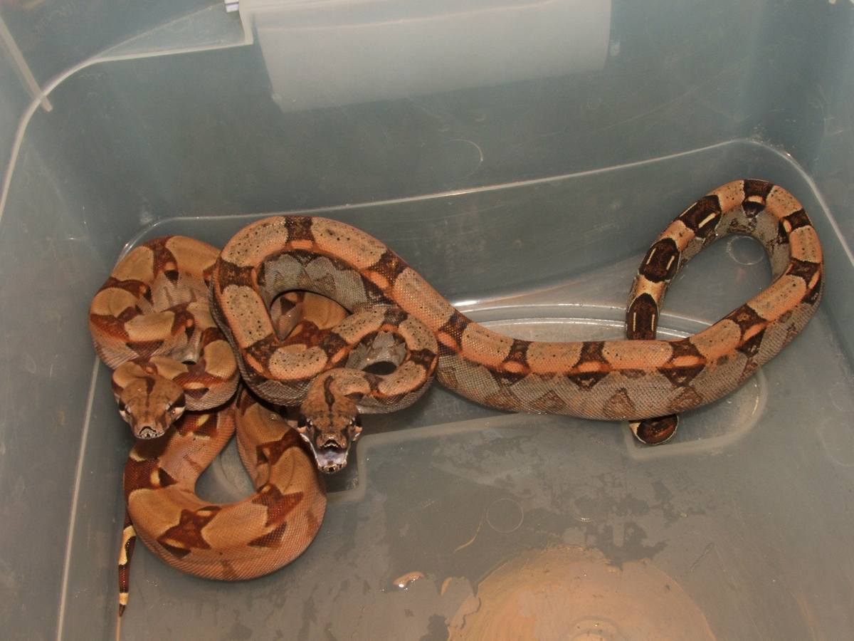 My new boas from Bill Cagle Reptiles
