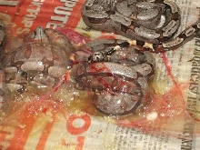 Bolivian Amarali (2nd clutch)