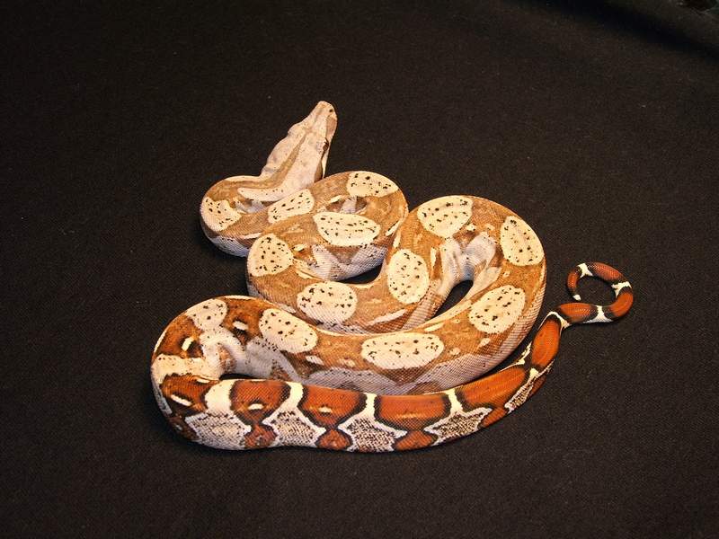 My new boa