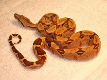 Pastel Hypo from Bill Cagle