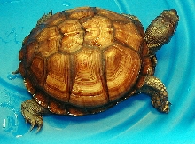 Light Colored Tan Boxie