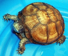Unusual Colored Box Turtle