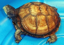Face shot of light Colored Tan Boxie