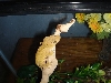 my other gecko