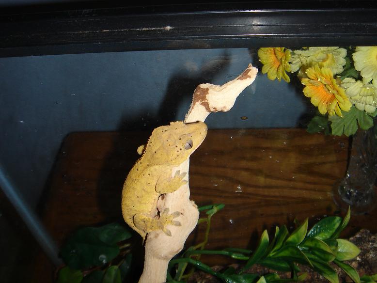 my other gecko