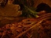 why
