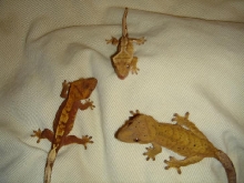 my trio of cresteds